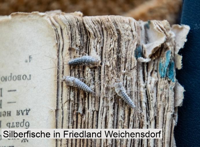 Silberfische in Friedland Weichensdorf